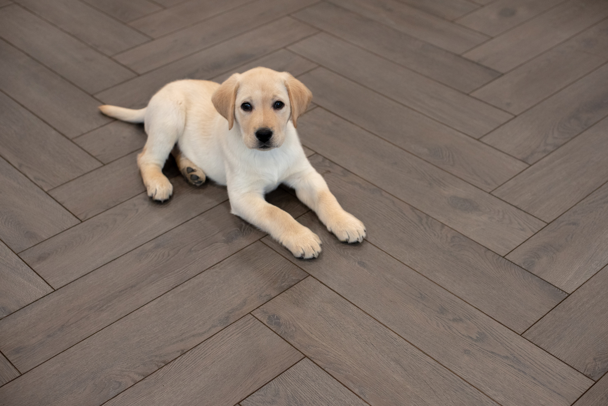 Floer Visgraat Laminaat – Mokka Zwart Eiken (Uitlopend) - Afbeelding 3